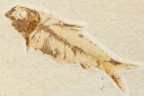 Multiple Fossil Fish Plate (Diplomystus & Knightia) - Wyoming #244191-4